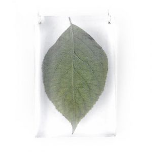 Leaf Acrylic Pendant with Silver Chain