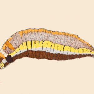2018  Woollybear Caterpillar