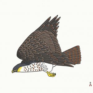 2019 Peregrine Falcon